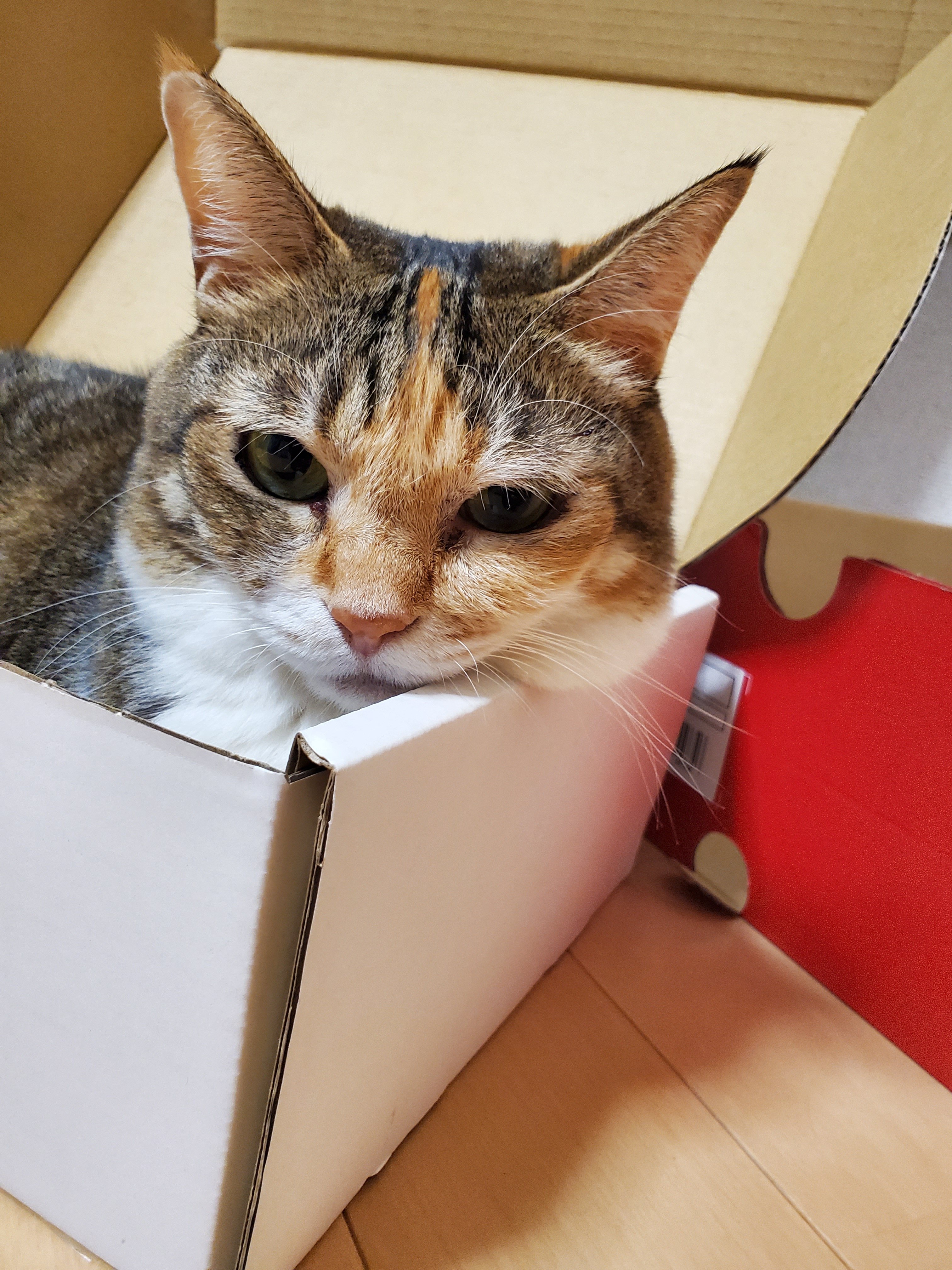 猫さんです！他の方はご購入頂けませんのでご注意下さいませ。 Amazon.co.jp: 猫を処方いたします。 (PHP文芸文庫) : 石田 祥: 本