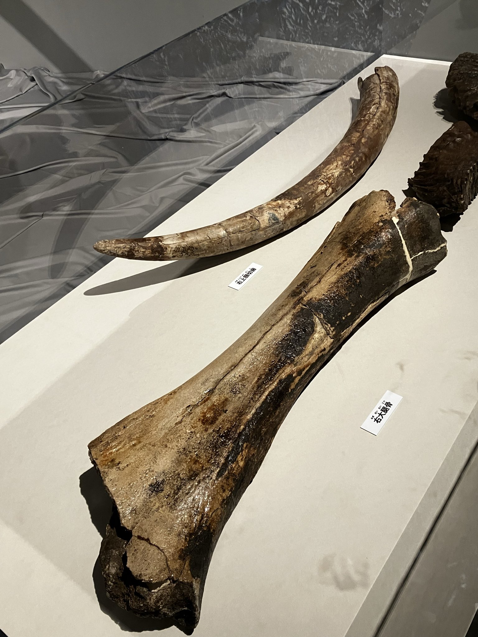 海揚がり　ナウマンゾウ　化石 ナウマンゾウ - অনুসন্ধান / X