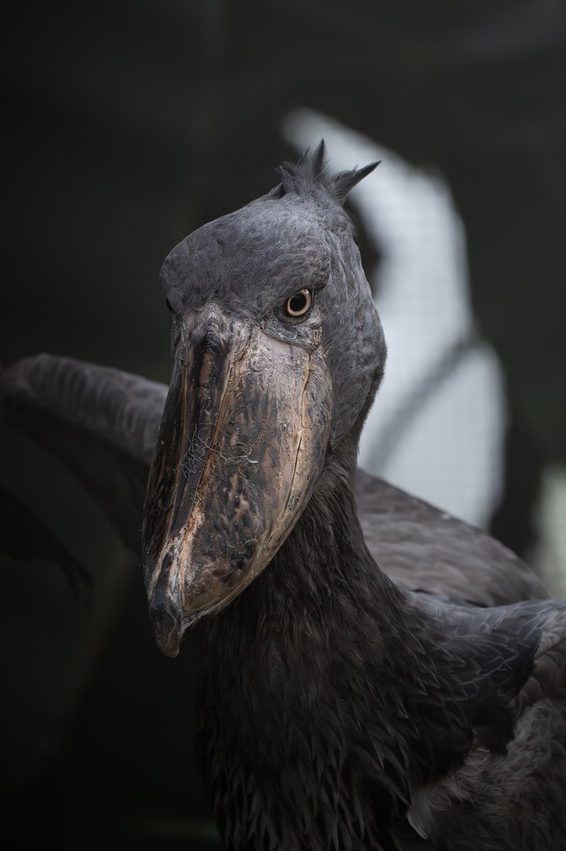 振りかぶるハシビロコウ

Nikon Z6ll
NIKKOR Z 180-600mm f/5.6-6.3 VR