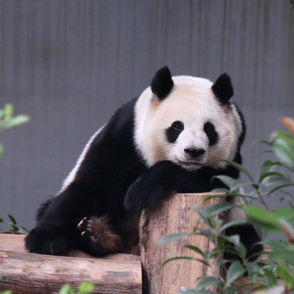 xia_lemon's tweet image. 优雅的园园姥姥❤️

#panda #giantpanda #园园 #yuanyuan