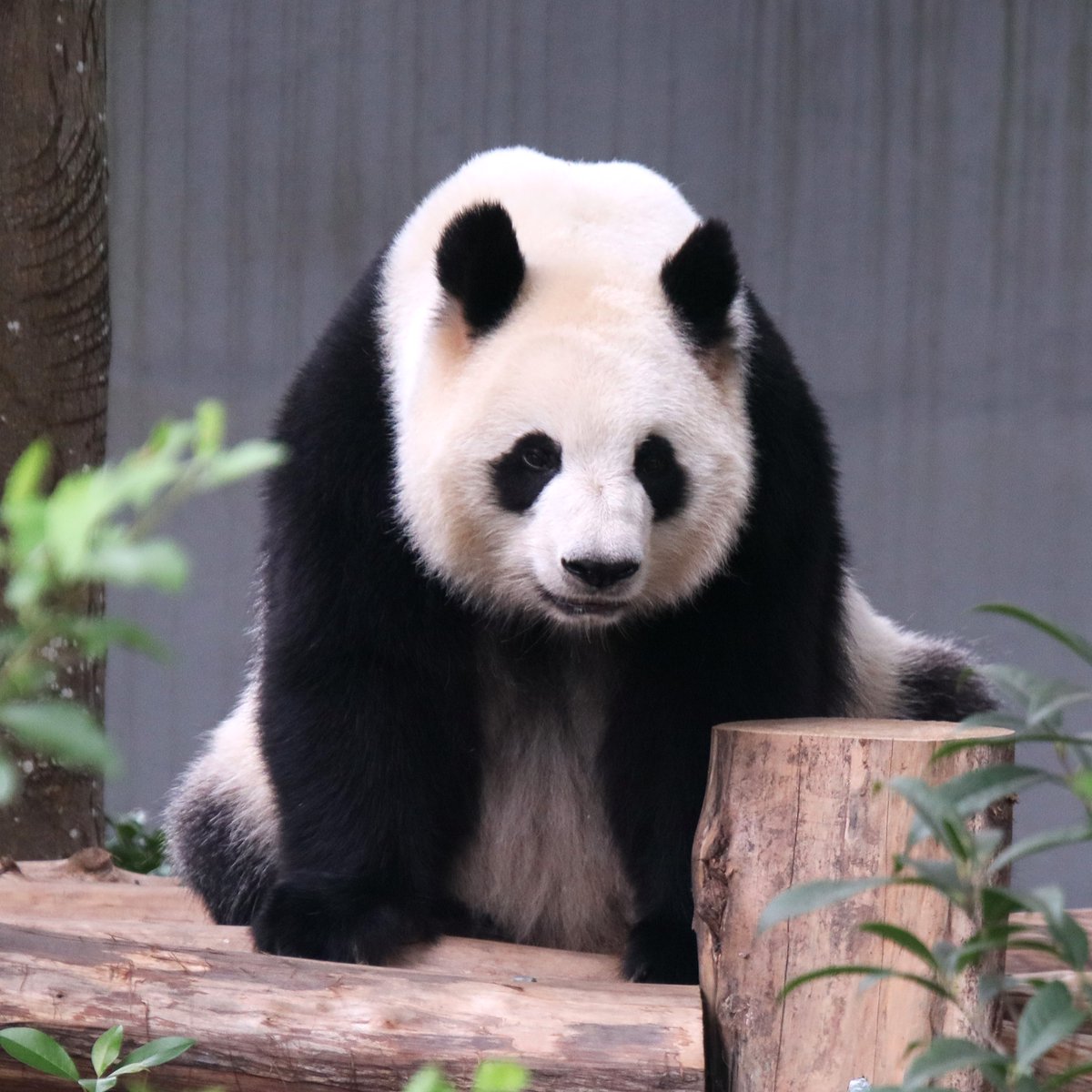 xia_lemon's tweet image. 优雅的园园姥姥❤️

#panda #giantpanda #园园 #yuanyuan