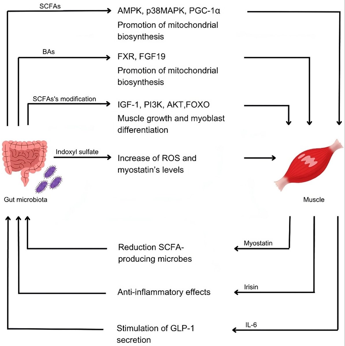 Myokines and Microbiota: New Perspectives in the Endocrine Muscle-Gut Axis
pmc.ncbi.nlm.nih.gov/articles/PMC11…