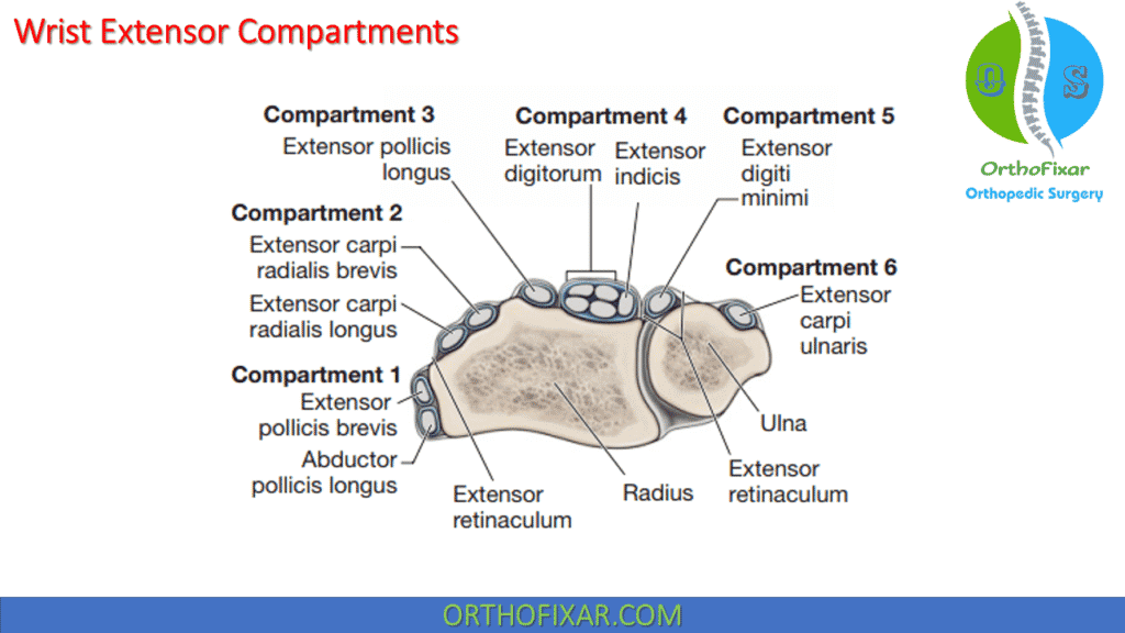SamierSara38451's tweet photo. #Orthopedic Students_Review

Extensor tendon compartments https://t.co/8umZv2zwcR