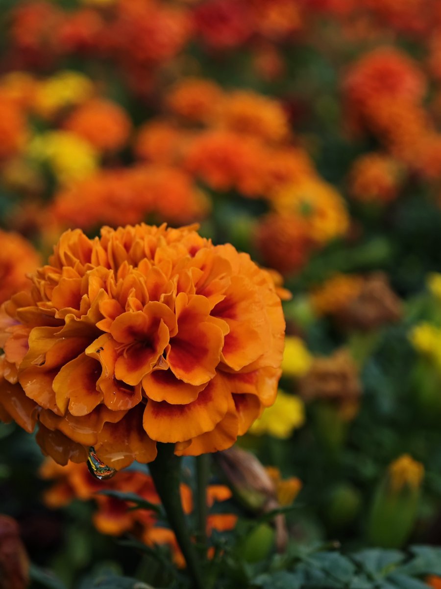 TechWhirlUlt's tweet image. Everyone who likes taking photos should try having something good-looking in the background as well

Makes the photos so much more interesting at least to me