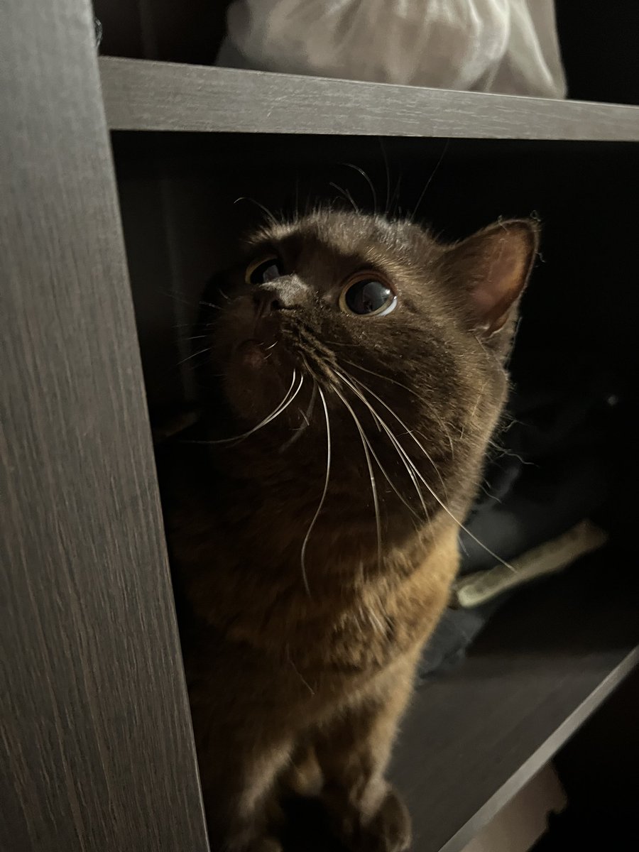 Аннушка с маслом и кошка Кирочка🐈‍⬛ tweet media