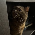 Photo by Аннушка с маслом и кошка Кирочка🐈‍⬛ (@Meow_So)