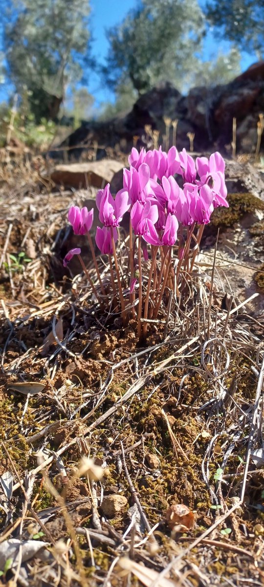 Between summer and autumn 🌞

#spiranthesspiralis #cyclamen #orchid #autumn #October2025 #Octobersun #wildlifephotography #landscapephotography #romanaqueduct