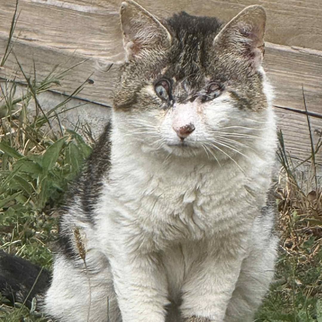 ⚠️SHARE TO EVERYONE, EVERY GROUP CHAT, EVERY PAGE

Bert.

This is what neglect looks like. We are so, so tired of watching it happen again and again while people just walk by.

Bert came into our care but for YEARS he walked the streets like this. YEARS. In pain.
LOOK AT HIS FACE