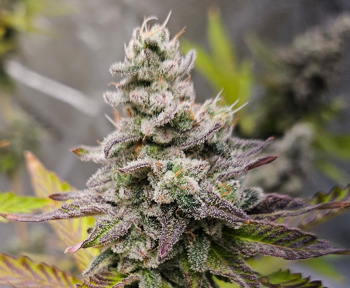 420Farming's tweet image. Nova 91 X OC Runtz - @irvineseedco - My favorite time. Getting so fat they start the lean.
#cannabis #growyourown
