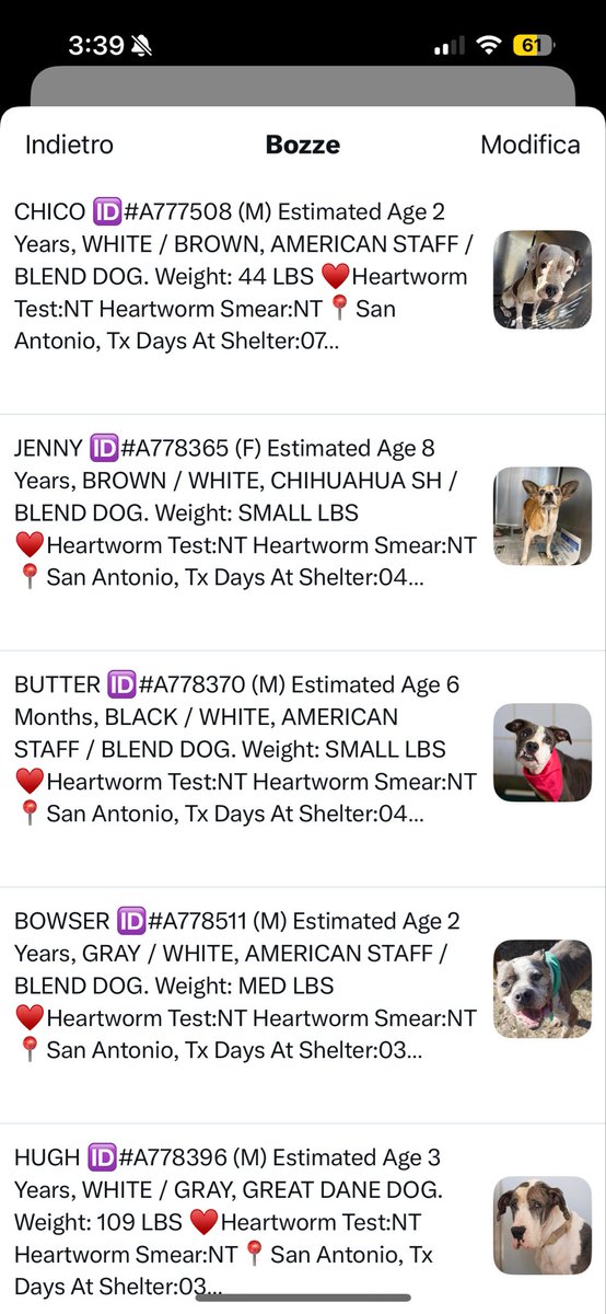 _taysmyoxygen1d's tweet image. 🆘I’m going to post these urgent dogs. #PledgeForRescue &amp;amp; #Share🙏🏼

Hugh #A778396: 3yo #GreatDane, sad expression 

Bowser #A778511: 2yo skinny #amstaff, jaw swelling

Butter #A778370: 6 mths skinny #amstaff

Jenny #A778365: 8yo #chihuahua w masses

Chico #A777508: os, anemic