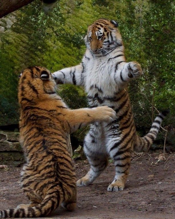 bigcatburger's tweet image. Where my hug at?!