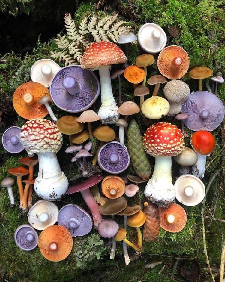 GOBLINC0RE's tweet image. 