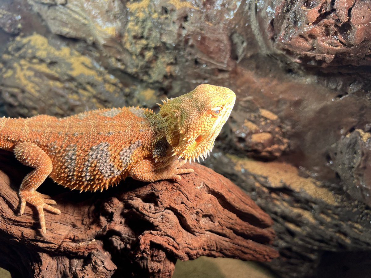 oki_reptile's tweet image. 友達に頼まれて
フトアゴゲージにバックボード作成

流木をメインに
バックボードは背景として目立ちすぎずに
それでいて雰囲気は出すように

艶が残ってるけど経年劣化と砂埃などでいい雰囲気になってくれそう！
依頼してくれた子から最高！の評価も得られて満足の出来👍

#爬虫類好きと繋がりたい