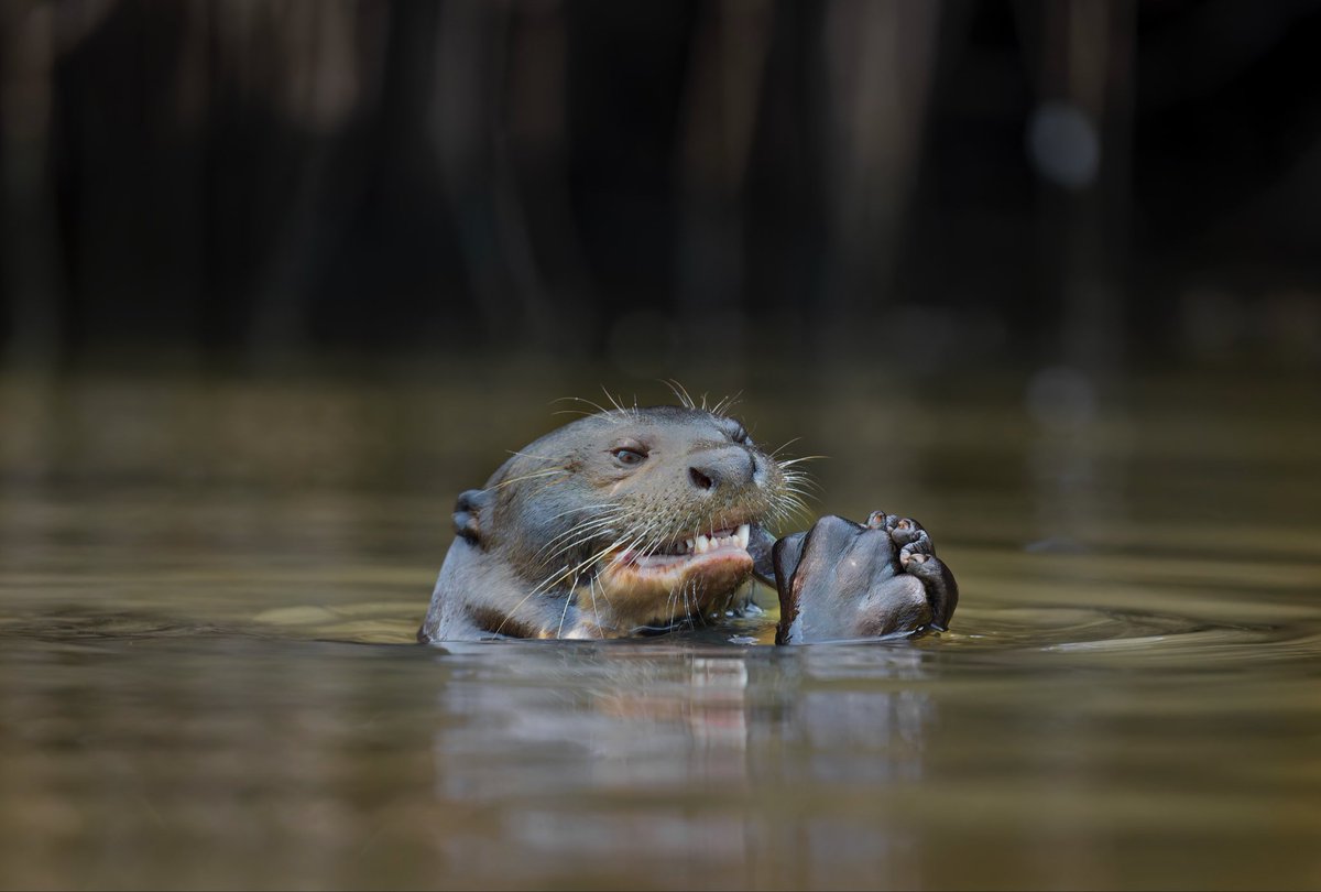 Nutria gigante o lobo de río dándose un festín de pescado en el corazón de #brasil