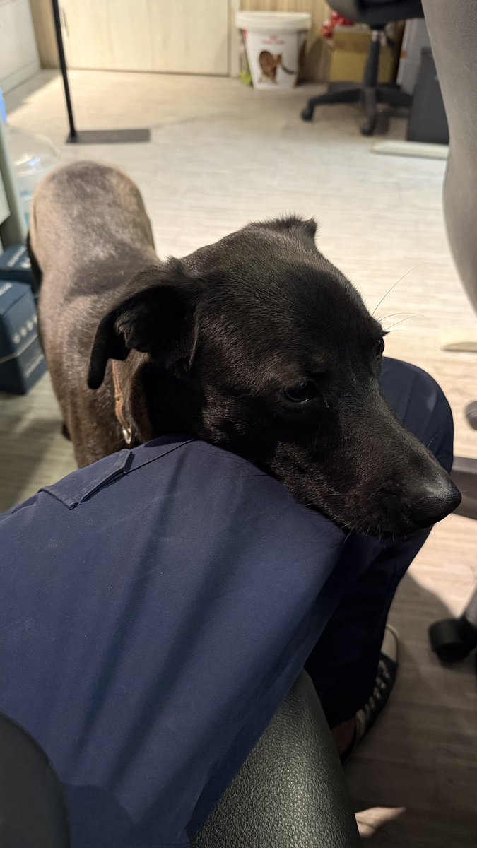 最近認識的新朋友🐶🖤