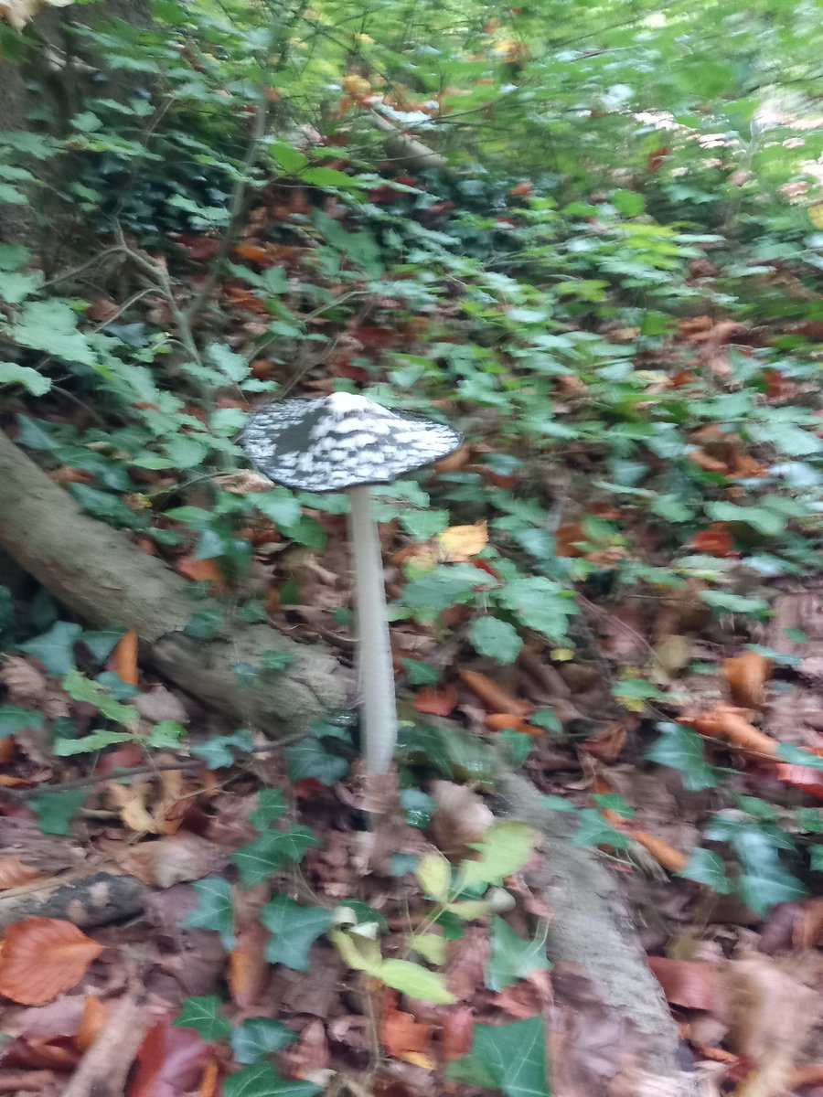 PamKeevil's tweet image. Never seen this in the woods before. It &apos;s a Magpie Inkcap. In fact there were lots of different fungi in the leaf mould today. With misty sunlight, it was perfect for mystery writers. 

#WritingCommmunity
#mysterywriter 
#writinginspiration