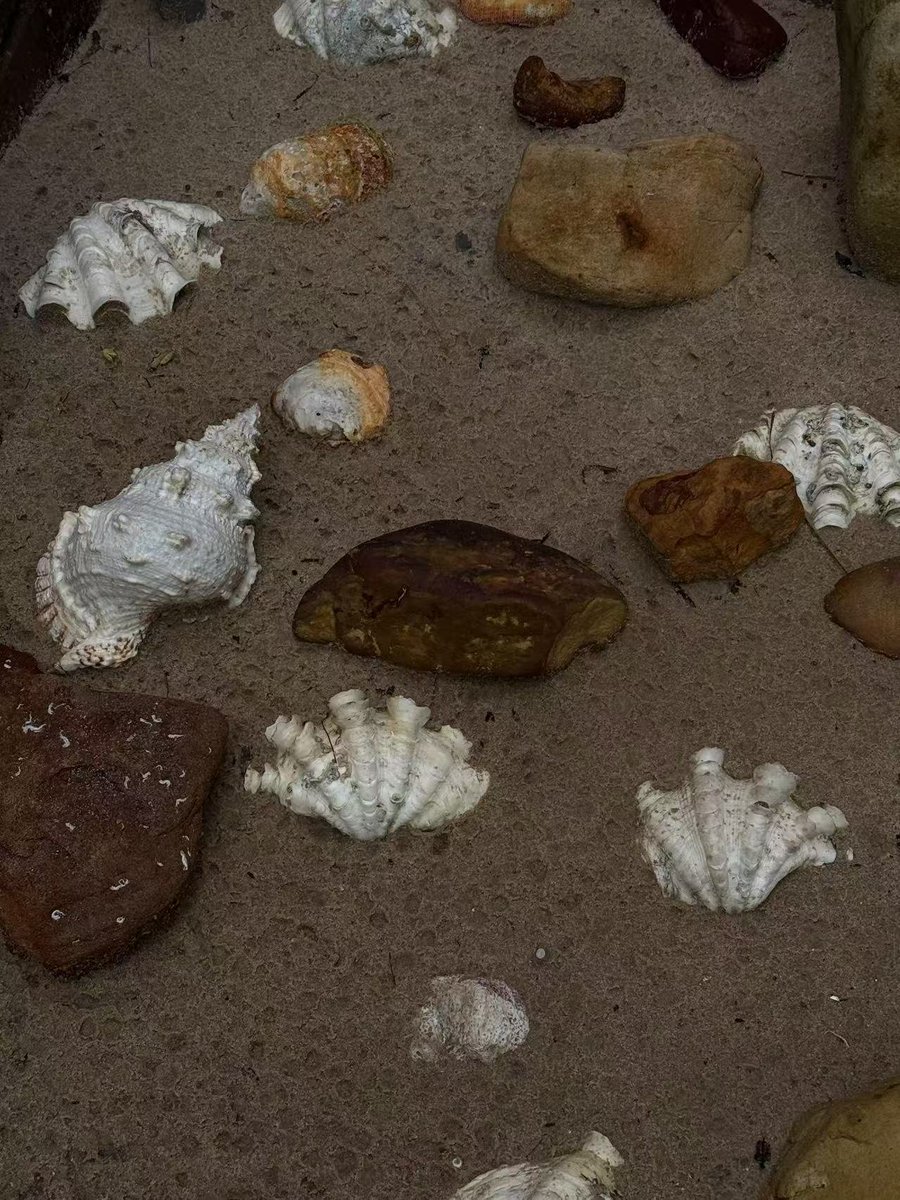 ailuqiao123's tweet image. I have never seen so many big #shells on the beach. 🏖 🐚 #fun