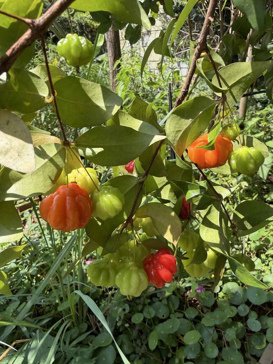 hpnadig's tweet image. Tsurinam cherries are simply delightful to look at during their fruiting season.