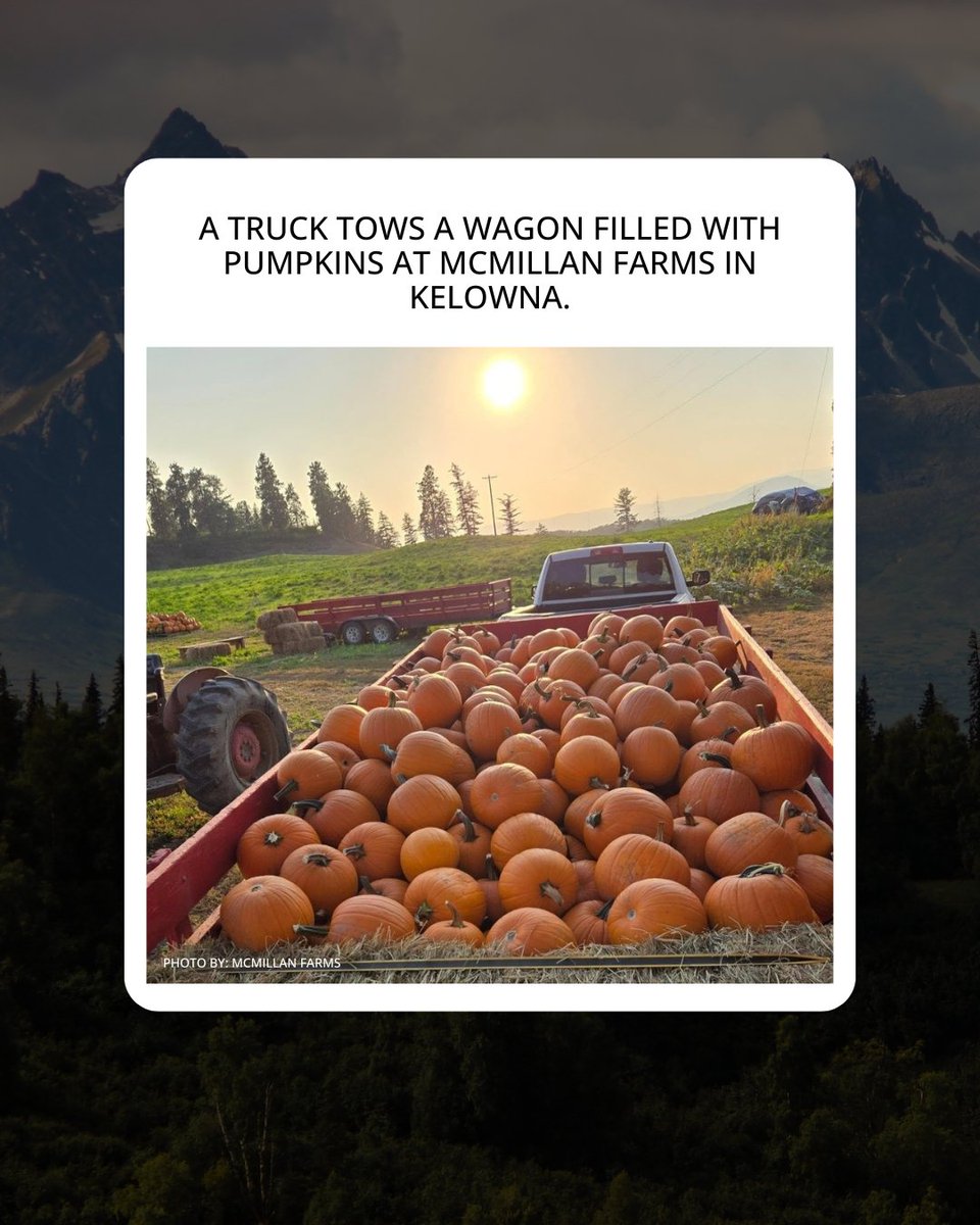 infonewskelowna's tweet image. Autumn has arrived with its cooler temperatures and all its changing colours in Kamloops and the Okanagan.

Red the full story: infonews.ca/news/7364366/i…

#localevents #okanagan