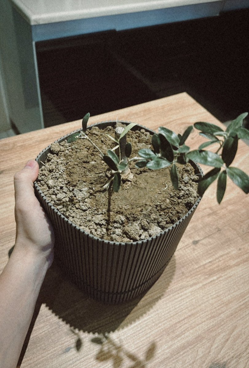 Toprağını değiştirdik , günün anısına bu bebekle bi akşam yemeği yiyelim karşılıklı