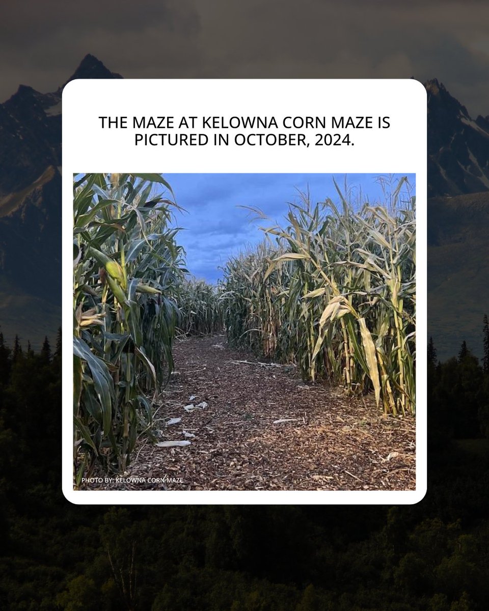 infonewskelowna's tweet image. Autumn has arrived with its cooler temperatures and all its changing colours in Kamloops and the Okanagan.

Red the full story: infonews.ca/news/7364366/i…

#localevents #okanagan