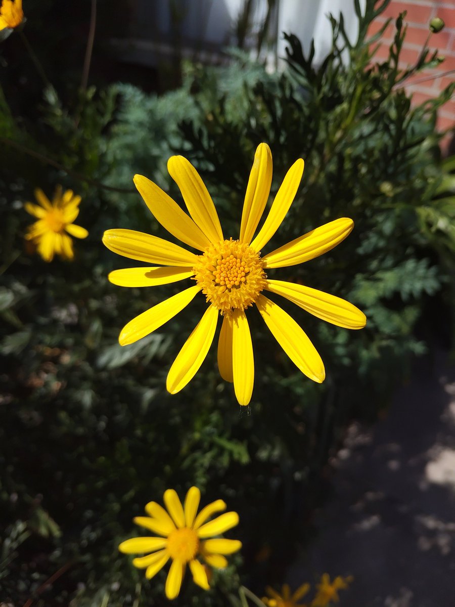 Muy buen día 🌞 
buena vida Hoy ✨🎶💚😄
