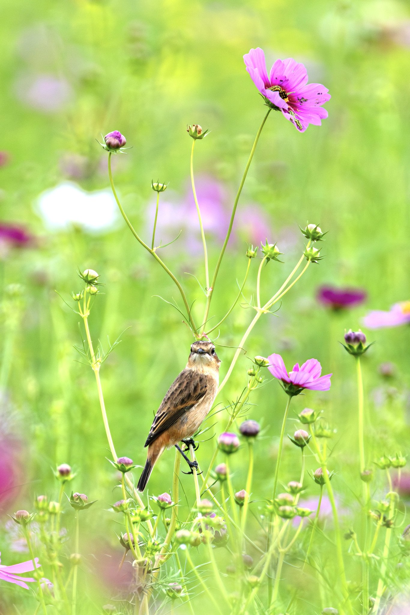 新正　ヒノトリ　コスモス mat on X: 