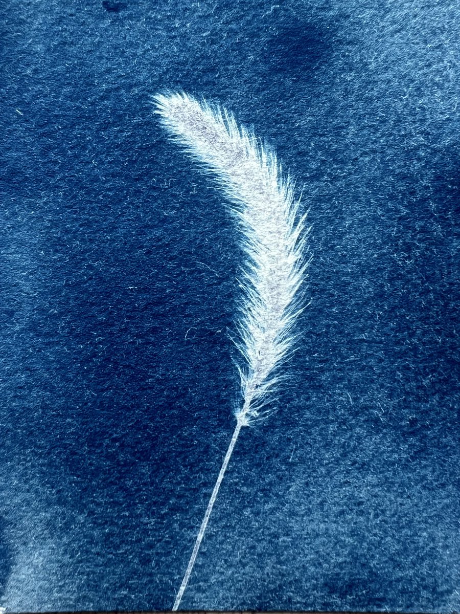 dear_in_bloom's tweet image. green fox tail on cotton based paper

猫じゃらし

#alternativephotography #cyanotype #サイアノタイプ