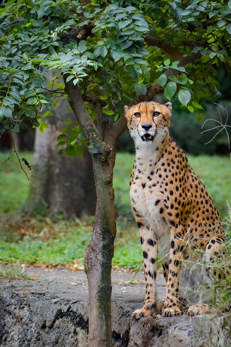row__photo's tweet photo. 木の下にチーター

📍多摩動物公園
#チーター
#多摩動物公園 https://t.co/QS4x6nthRj