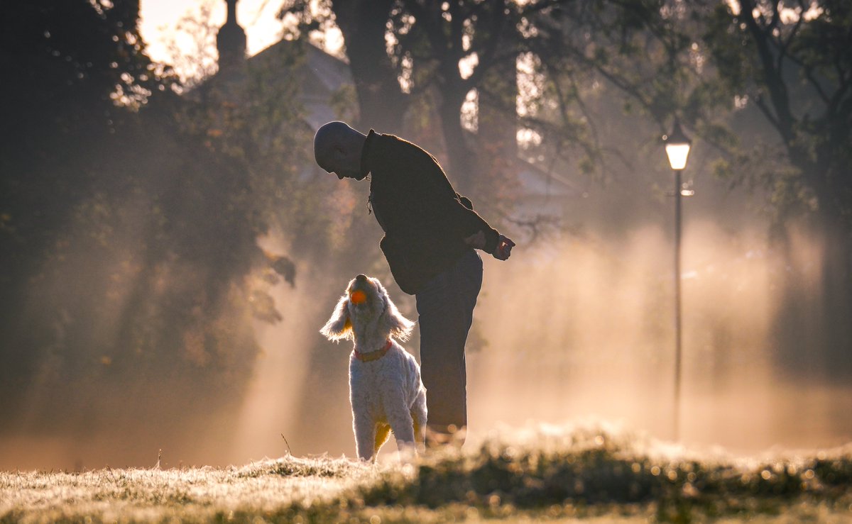 Silverginger's tweet image. A very good boy on The Stray,Harrogate.