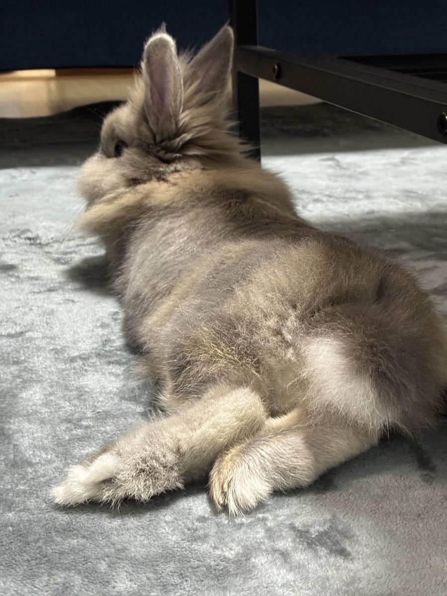 nibiru_rabbit's tweet image. プリケツ♡