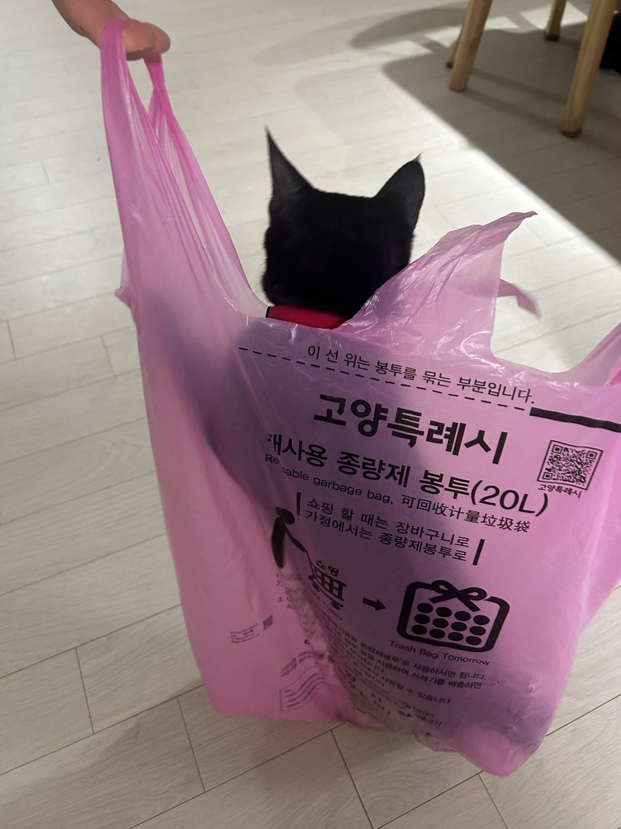 louis250509's tweet photo. 고양특례시 고양이 https://t.co/CWC3d6CfYg