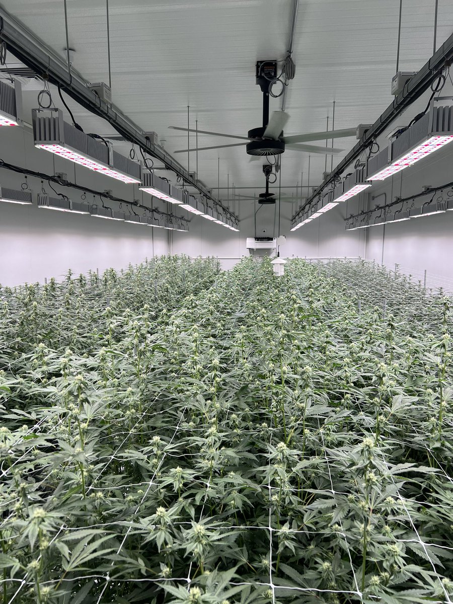 Ben_grows tweet media