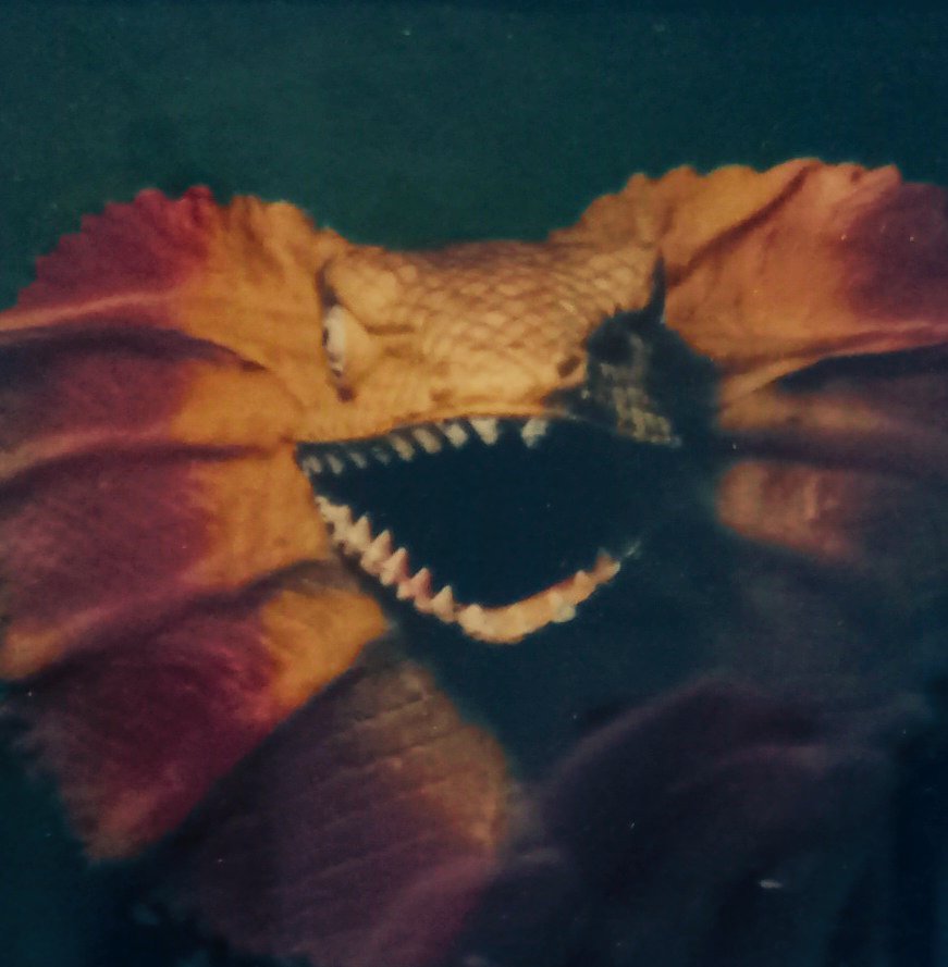 Exposition "POLARAKI - Mille polaroids d’Araki Nobuyoshi" au musée Guimet à Paris (réservée aux adultes, certaines photos étant déconseillées à un jeune public ; ci-dessous des photos visibles par tout le monde).
📷🪷🪻👘🇯🇵🍋🎣🐈💐✨️