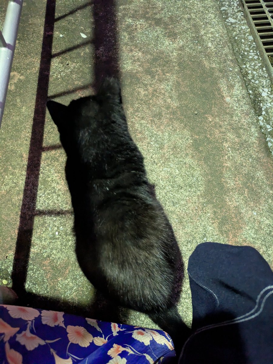 risa_usa17's tweet photo. 黒猫さんに絡まれた(ΦωΦ) https://t.co/7cOFt9cn7V
