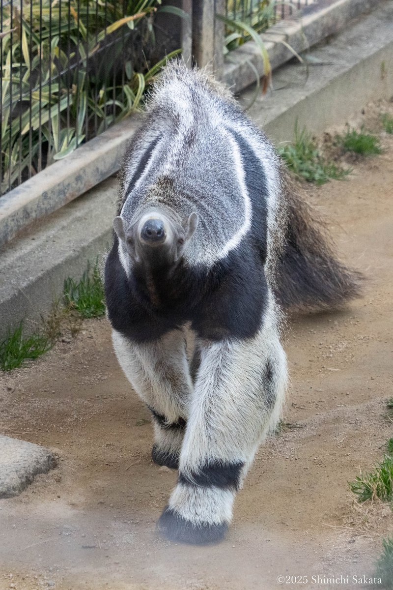 ミミズクの耳はどこにある？！昼と夜で触れ合える動物が違う　お台場の「屋内動物園」【すたすた中継】｜TBS NEWS DIG, image size:800x1200