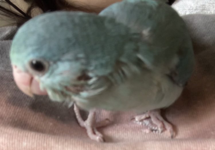 ポコちゃんにずーっとストーカーされてる