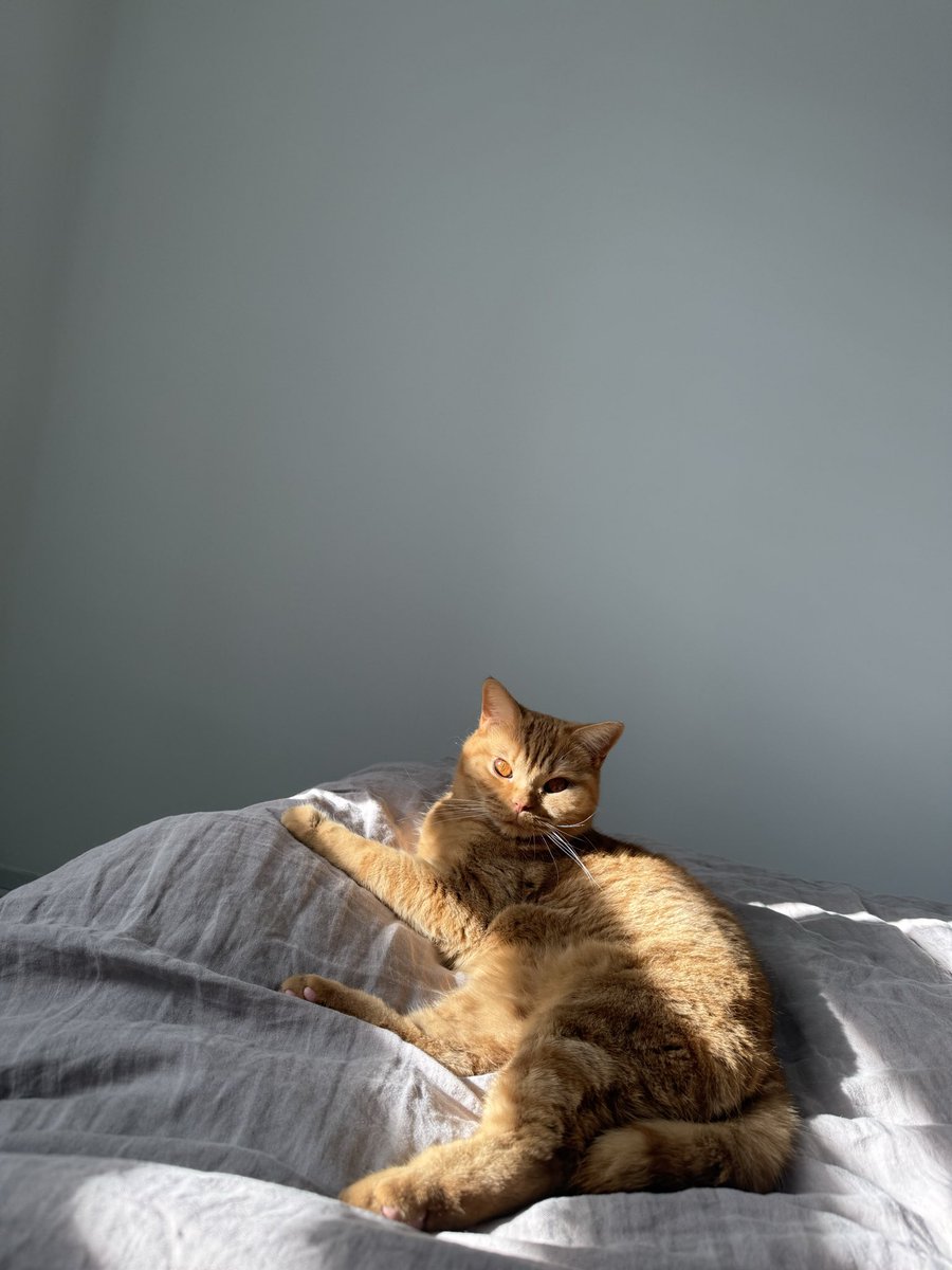 Laitgriss's tweet photo. Faut voir le bonheur que c’est de se réveiller de sa sieste avec cette truffe en face https://t.co/pUGW4GcbER
