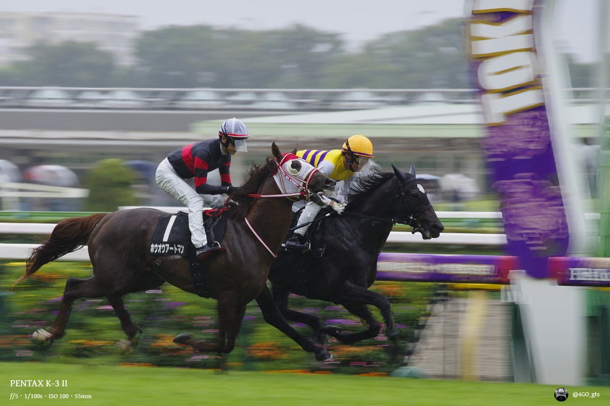 雨の日はお馬さんを撮るのが大変(昨日の東京競馬場)
