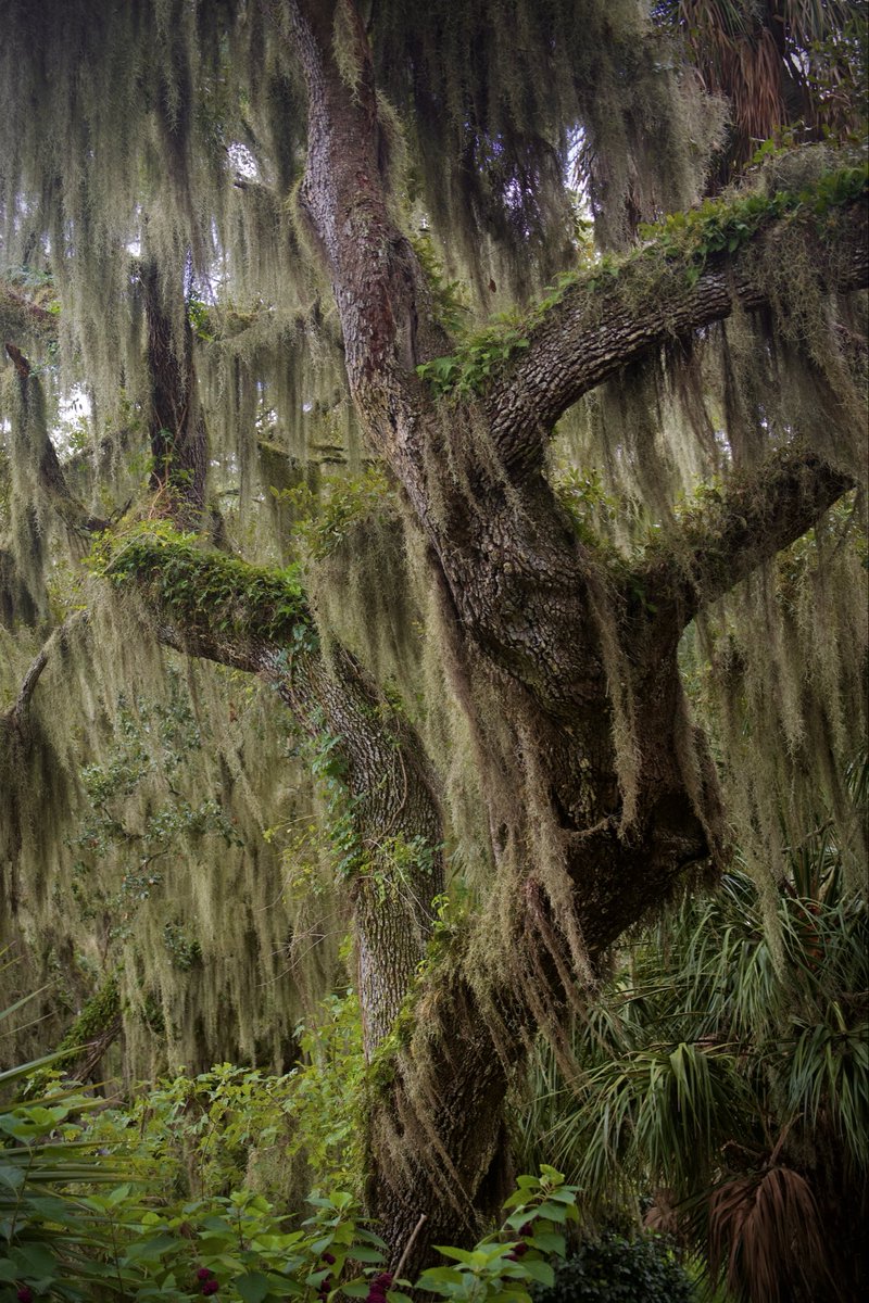 DeepGreens2's tweet photo. Tiny Dancer 🩰 #Photography #Florida #Nature #CircleB #Lakeland https://t.co/a2Ui7D64HU