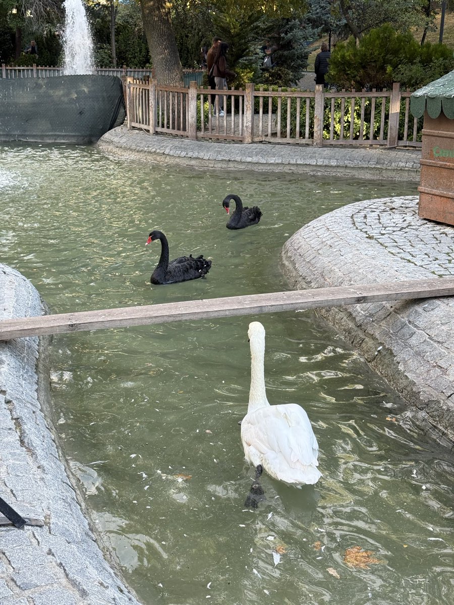 İlker Kurtel (@ilkerkurtel) on Twitter photo 