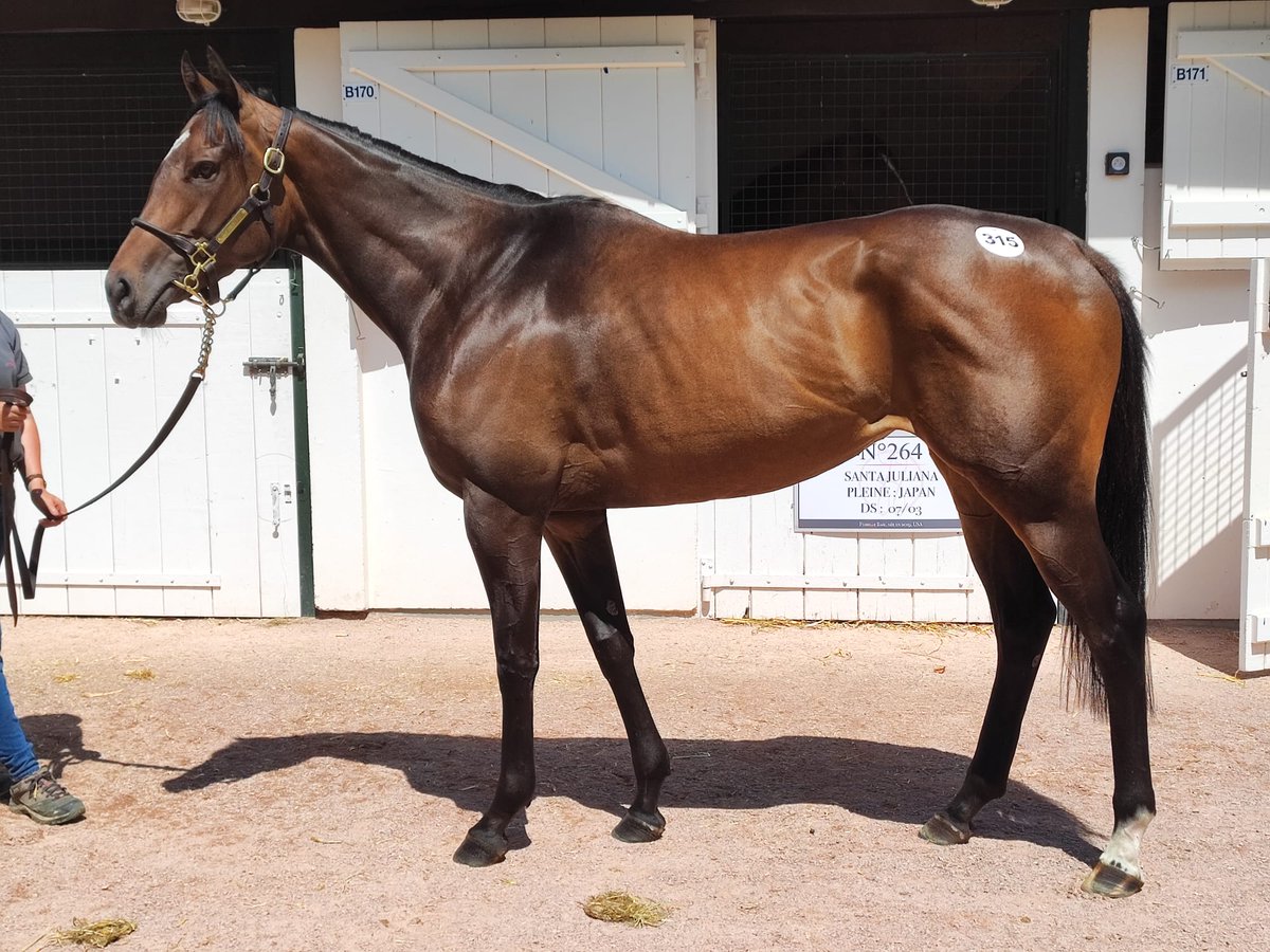 Nuevo paseo de Gostam (Saxon Warrior), ya doble ganador de G3, invicto en 3 salidas e indiscutible mejor 2 años de Alemania. Su hermana, Granada (Areion) 📸 en Arqana, pertenece a #CuadraNearco, tiene 1 foal macho por Gleneagles (Galileo) y está preñada de King Of Change (Farhh).