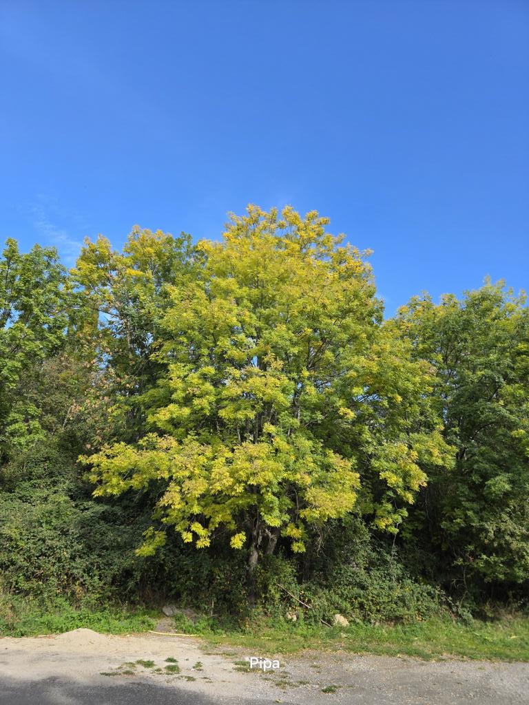 pipapipia's tweet image. I like trees in autumn. 💚🌿💛