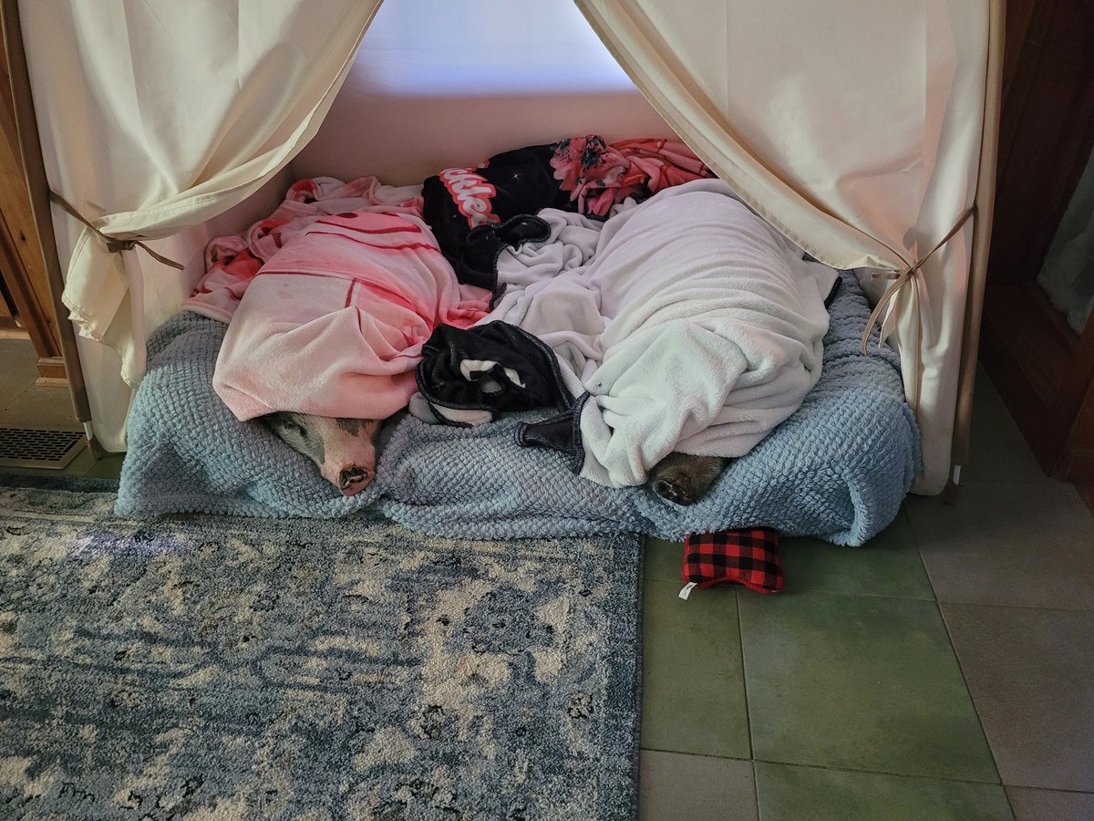 Can you guess what is wrapped up in the blankets? They don't want to get up this morning. 😂