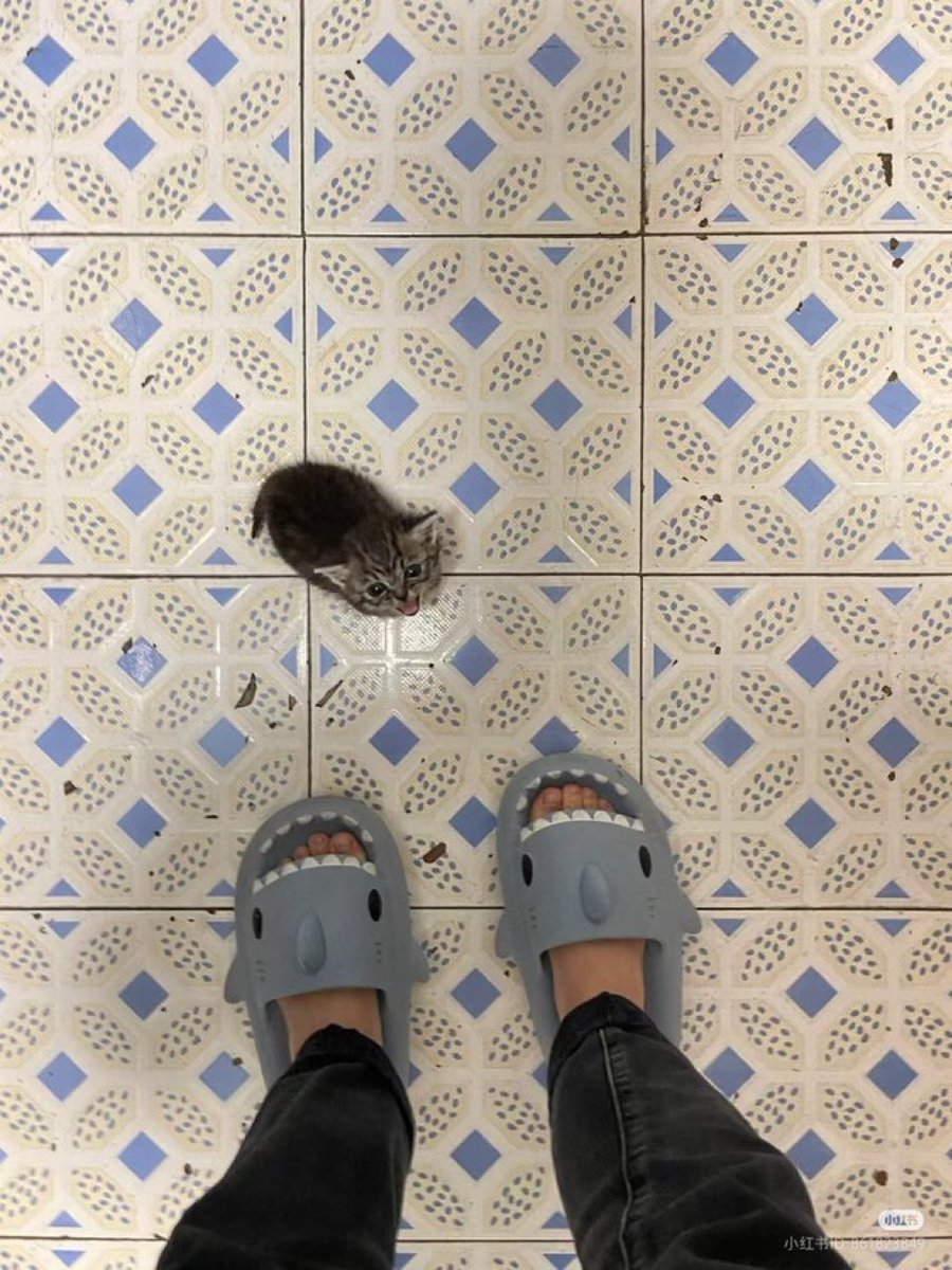 Out Of Context Animals 🐾 tweet media