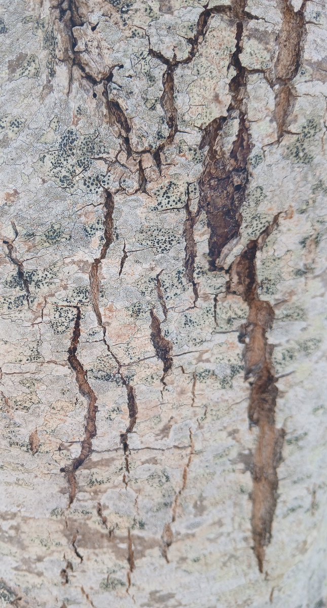 JuliaTruthArt's tweet image. Tree bark 2025 I copyright Julia Wilkinson. 
#treebark #abstractphotograph #abstractart #abstractdesign #photography #juliawilkinsonart #julia #juliawilkinson #fraud #photo #tree #bark #design #naturephotography