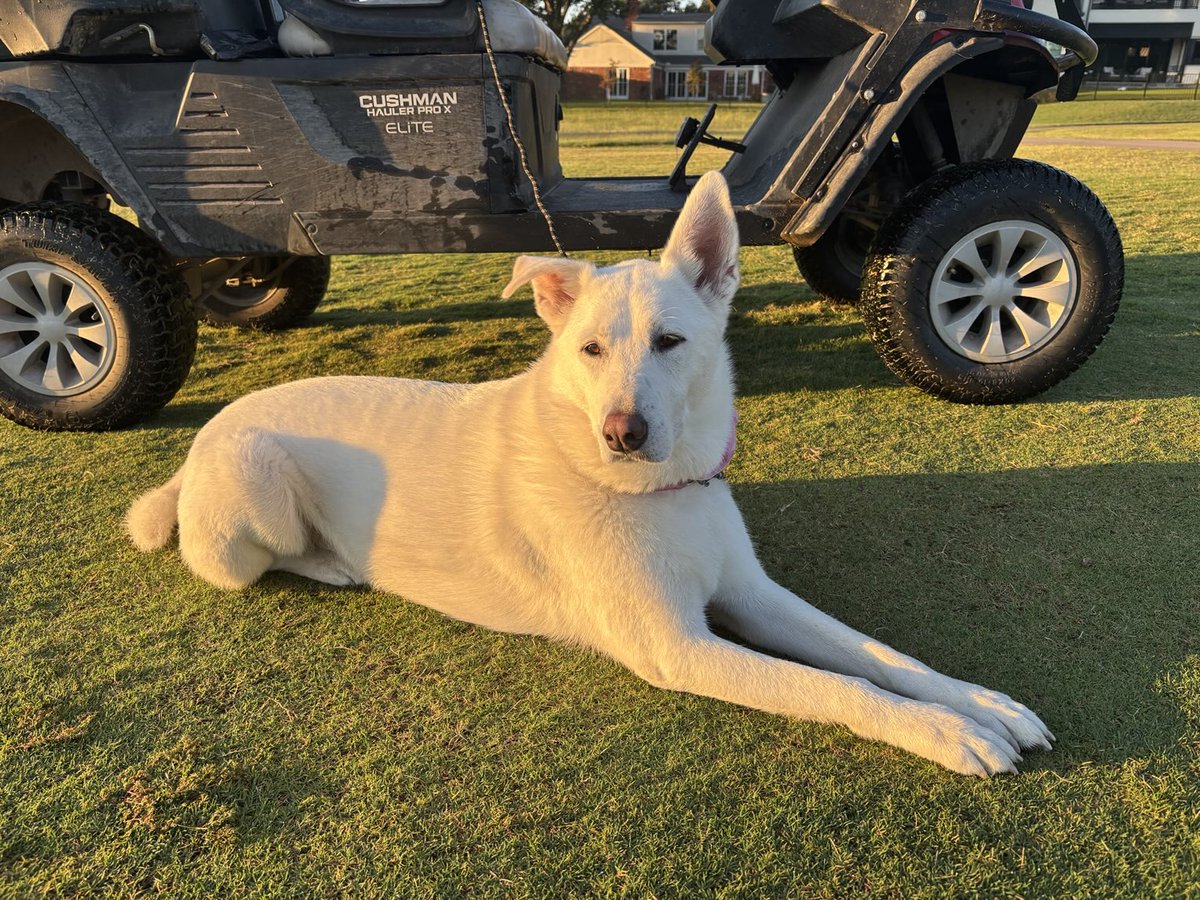 Lucy! 🐕 ❤️ ⁦<a href="/DogsOfTurf/">Dogs Of Turf</a>⁩ #canyoncreekcc