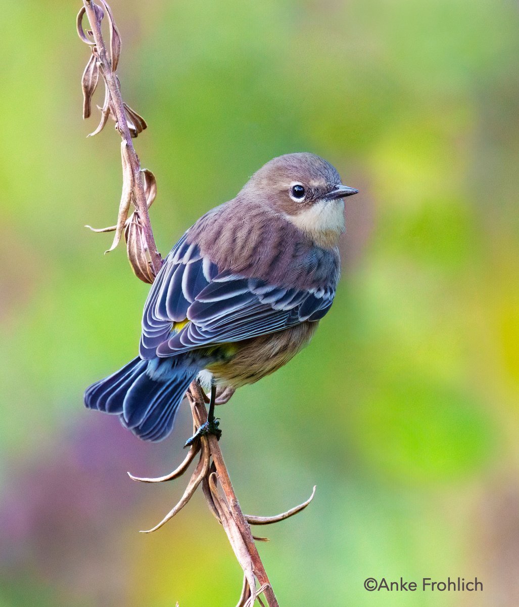 _AnkeFrohlich's tweet image. Yellow-rumped Warbler giving me the classic over-the-shoulder look. Seen at Central Park’s Wildflower Meadow. 

#birdcpp, #urbanbirds, #birding #CentralParkNYC