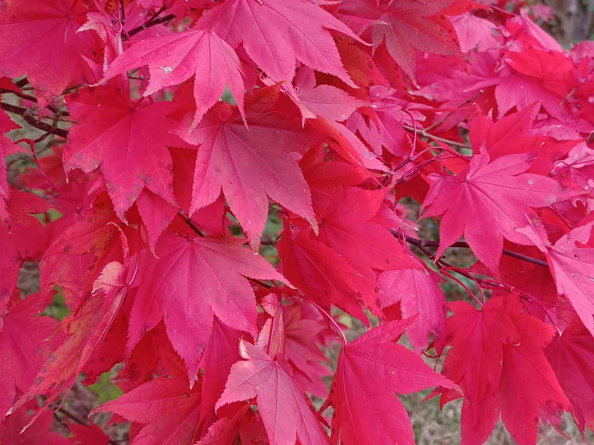 Mark Braxton π (@braxm) on Twitter photo Looks like the Queen of Hearts got her minions to paint this tree... but no, a Japanese maple at <a href="/RHSWisley/">RHS Garden Wisley</a>. Looks like the Queen of Hearts got her minions to paint this tree... but no, a Japanese maple at <a href="/RHSWisley/">RHS Garden Wisley</a>.