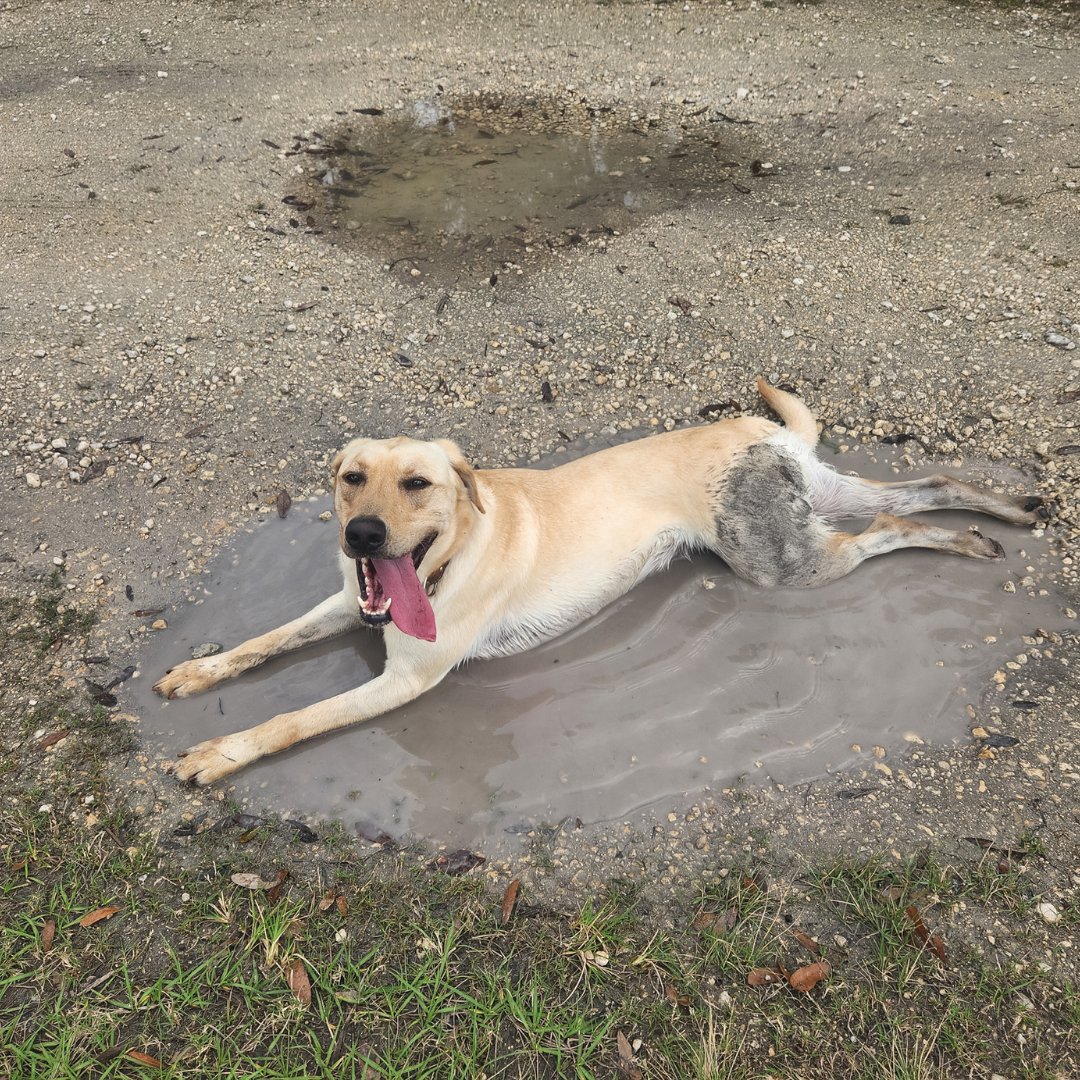 FDACS-Plant Industry tweet media